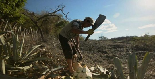 El maravilloso agave cocui