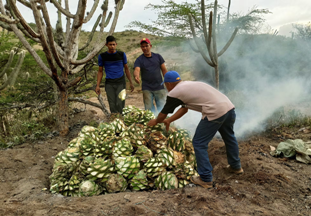 El maravilloso agave cocui