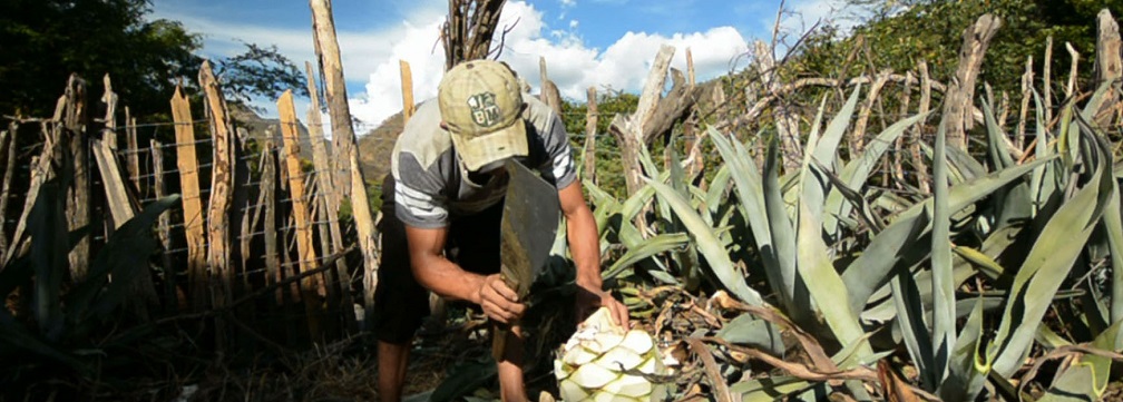 'El maravilloso agave cocui' (Prximo estreno)